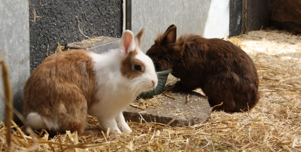 Mein Kaninchen Lebt Alleine Und Ist Glücklich kaninchen-haltung.com | Tipps zu Pflege, Haltung und Kaninchenrassen