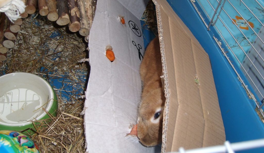 Kaninchen beschäftigen mit Karton