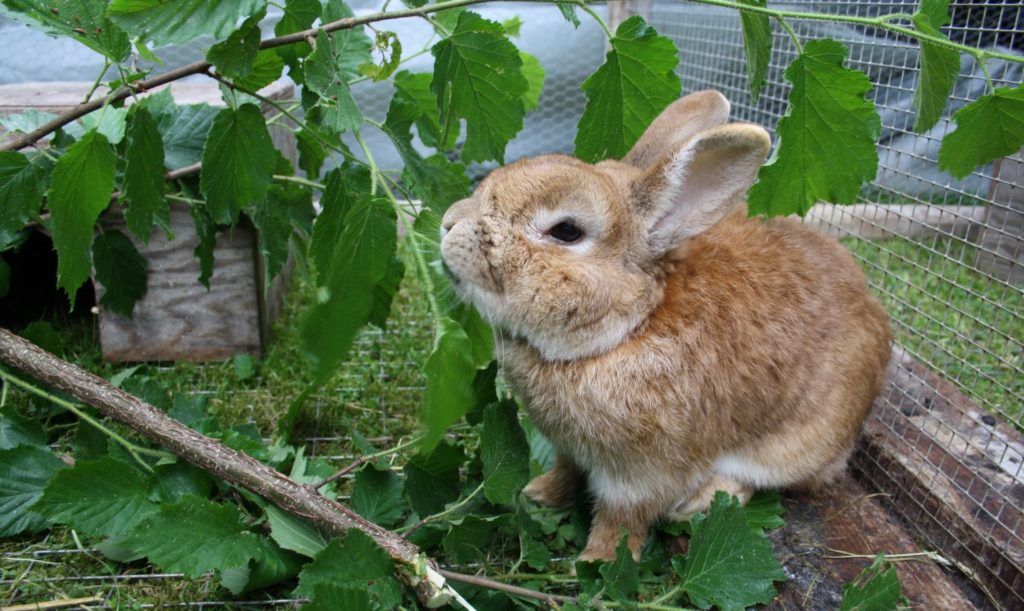 Kaninchen beschäftigen mit Ästen
