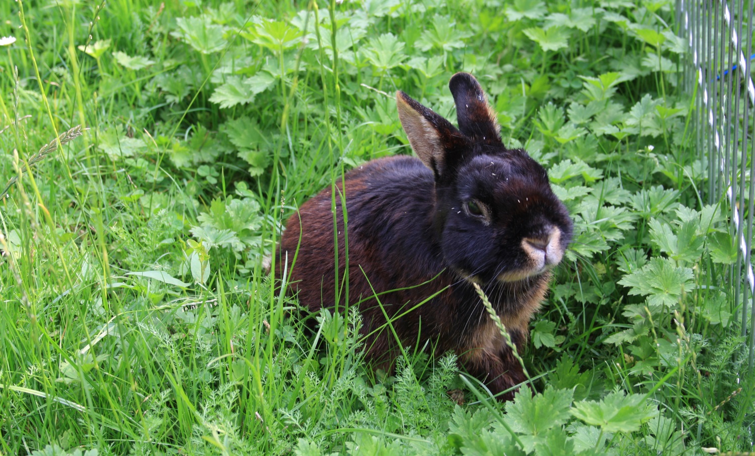Die optimale Kaninchen Ernährung » So gehts kinderleicht und artgerecht