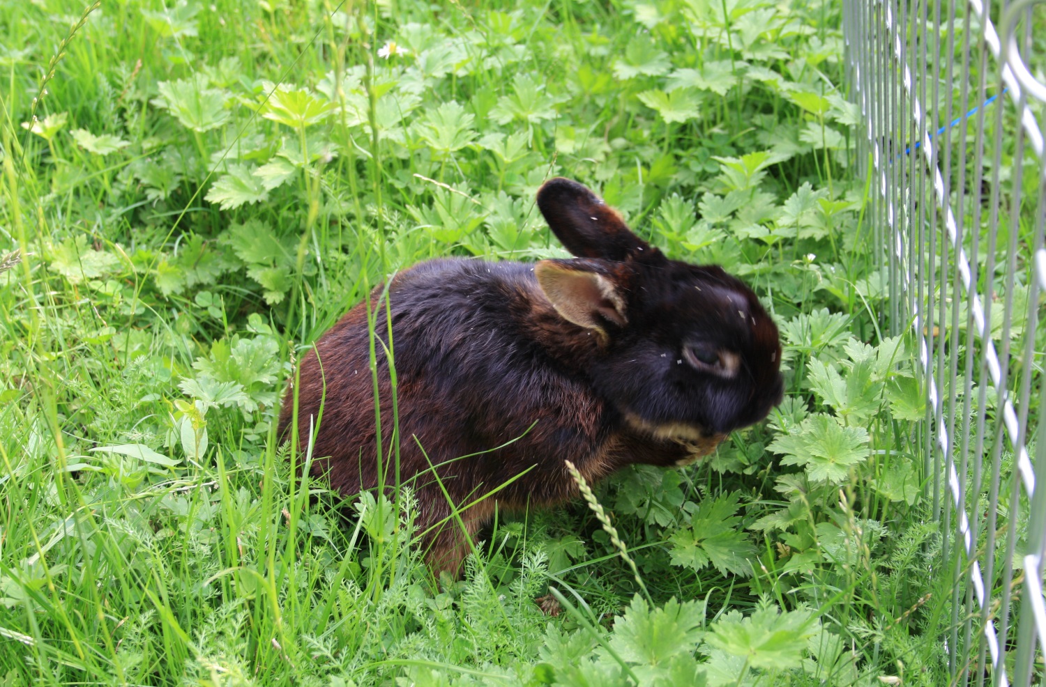 Außenhaltung bei Kaninchen
