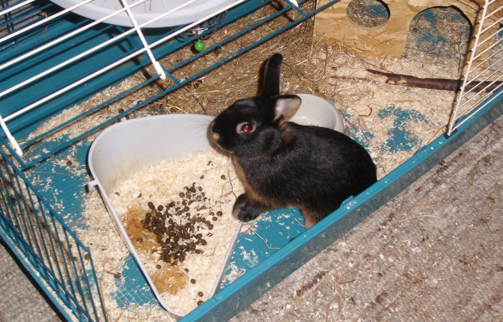 Kaninchen in Wonung stubenrein