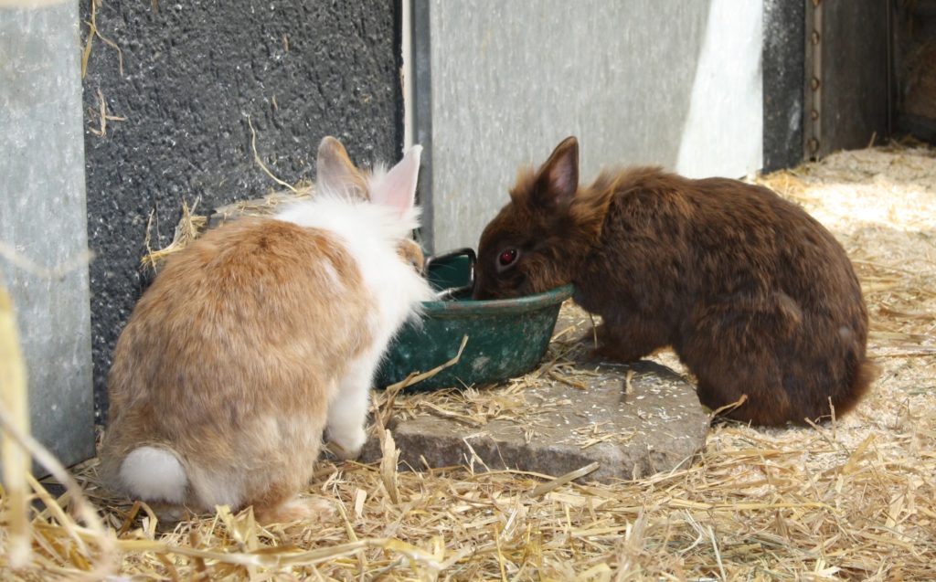 Kaninchen fressen aus Futternapf