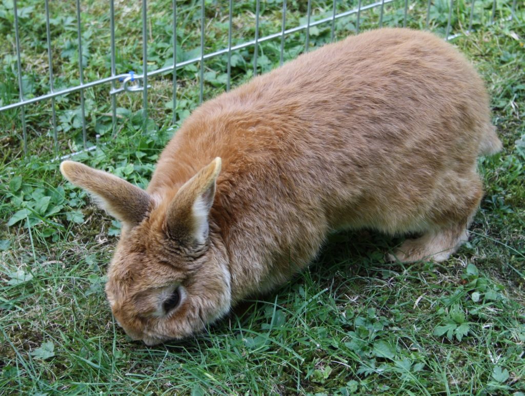 Gesundheit des Kaninchens