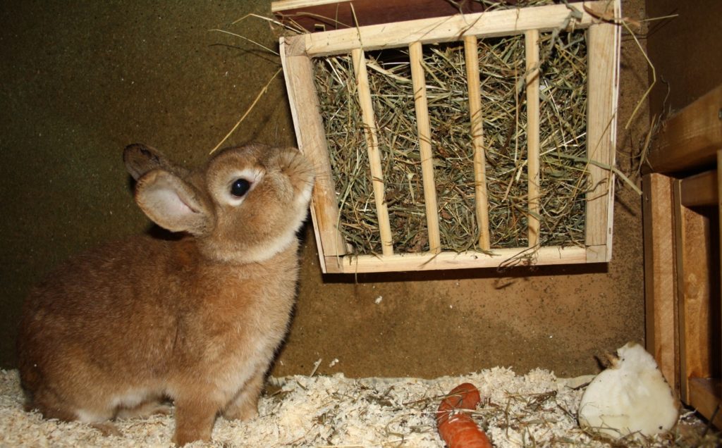 Kaninchen frisst aus Heuraufe