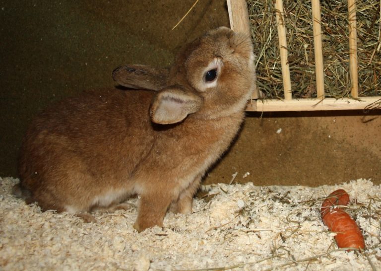Kaninchen Atmet Sehr Schnell Und Legt Sich Hin Verhalten - kaninchen-haltung.com