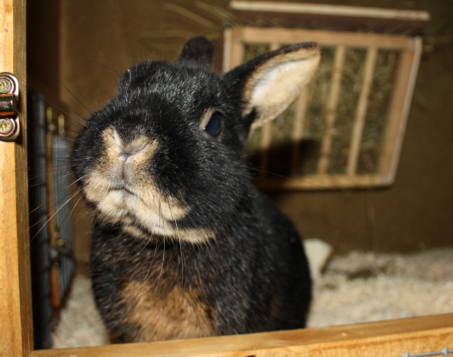 Atmung Und Herz Kaninchen Haltung Com