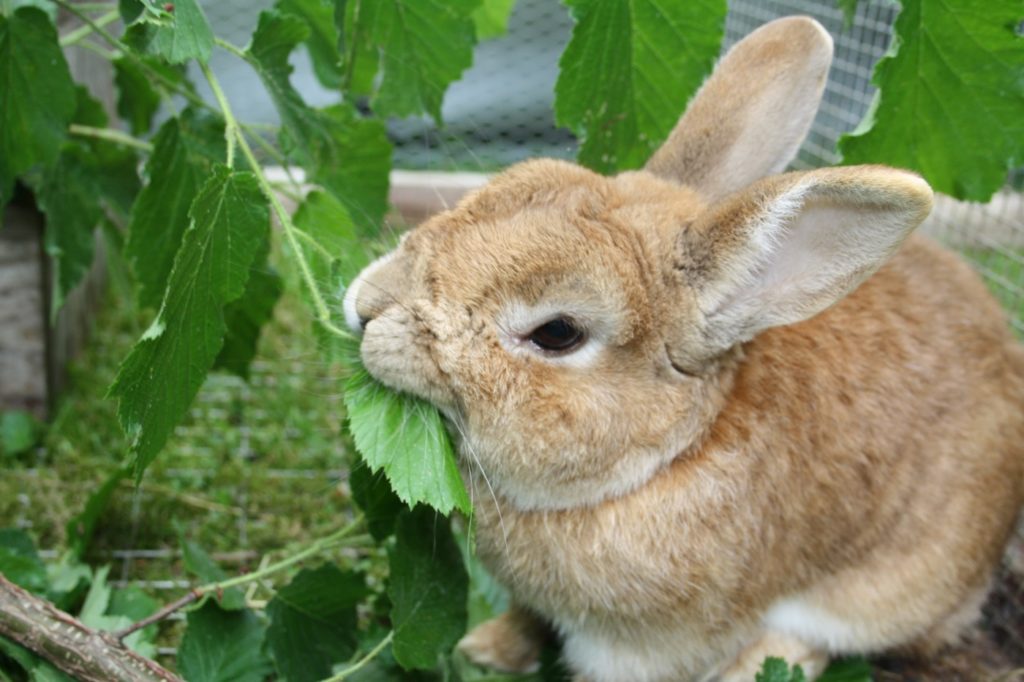 Zweige und Äste als Kaninchenfutter