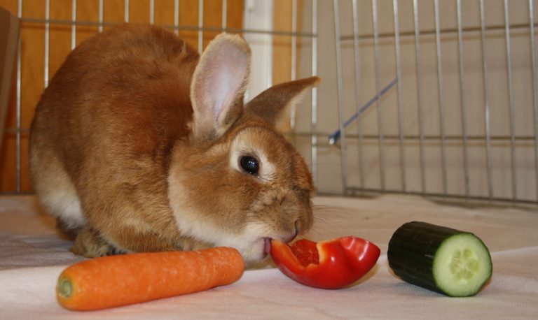 Das optimale Kaninchenfutter - » Wie man es richtig macht!