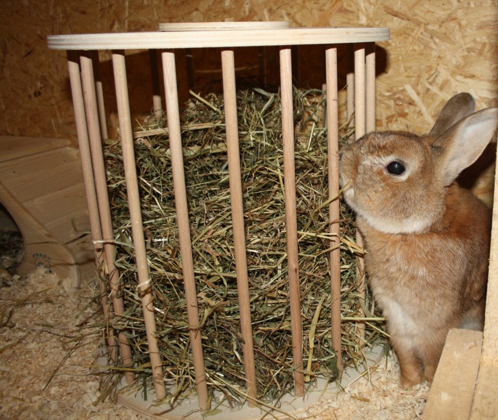 Heu - Basisfutter für Kaninchen