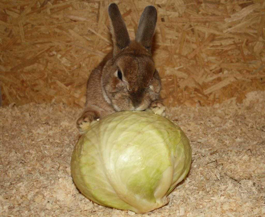 Kaninchen dürfen Kohl fressen