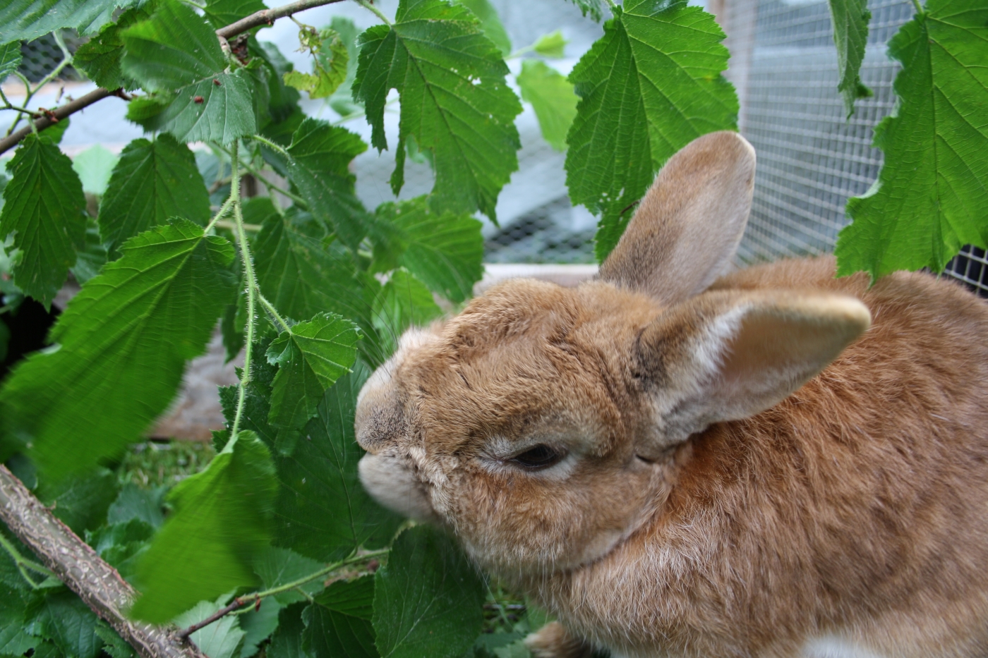 Die optimale Kaninchen Ernährung » So gehts kinderleicht und artgerecht