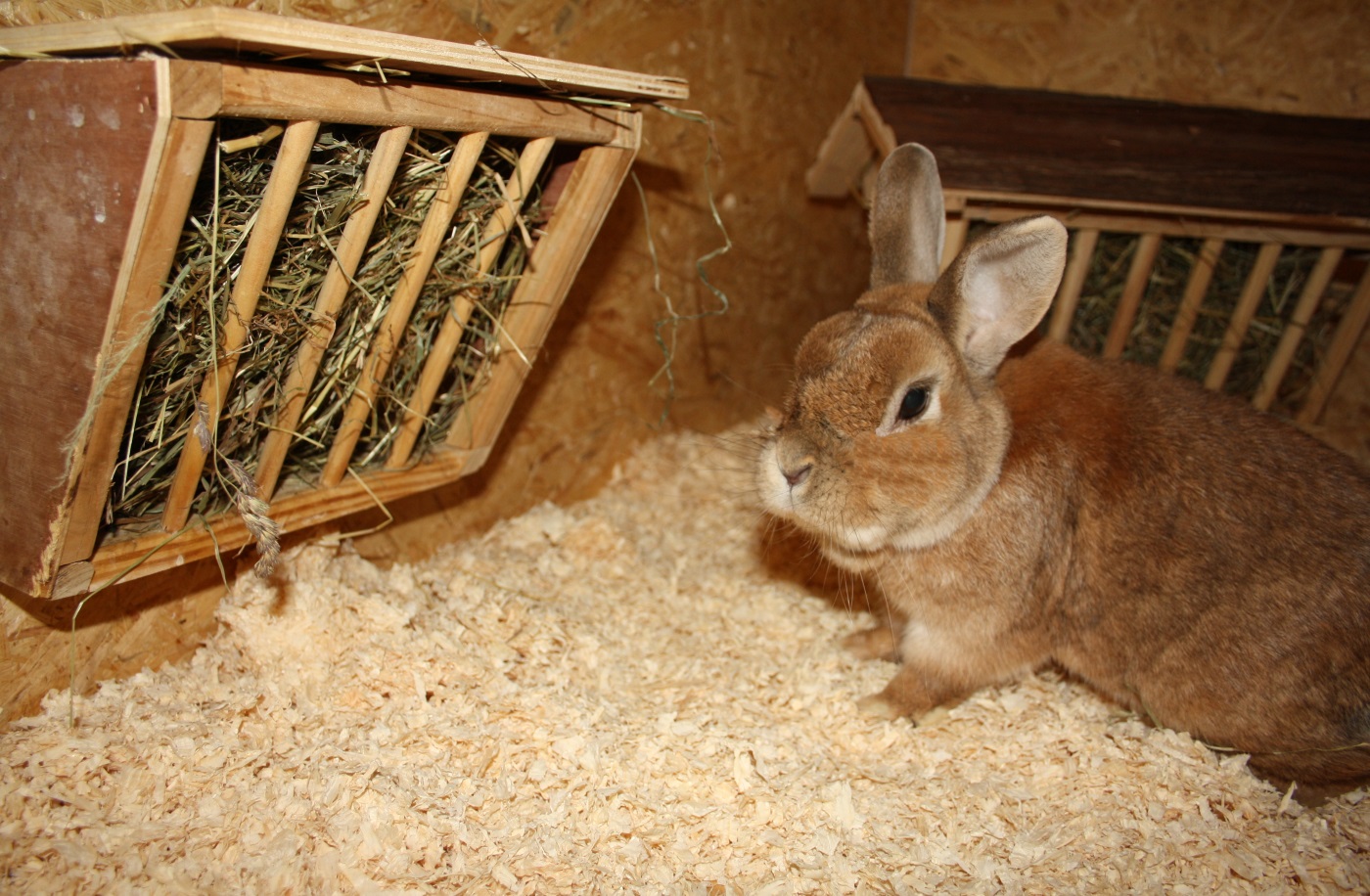Kaninchenstall Einstreu  Groer Kleintiertreu-Ratgeber mit Empfehlungen