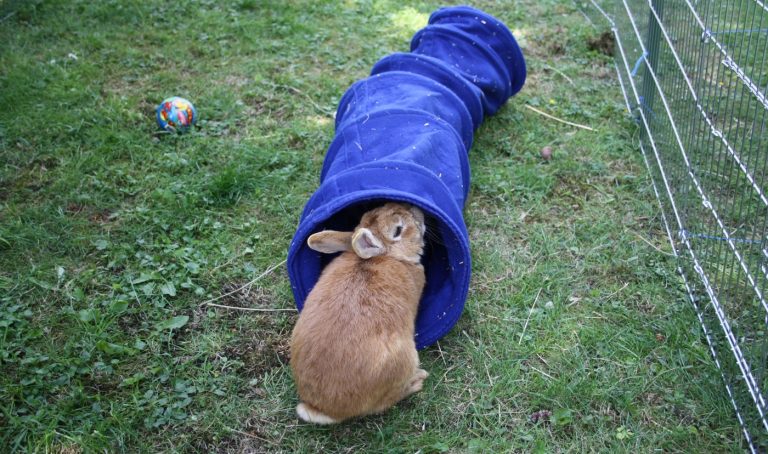 8er-Set Stapelbecher Für Kaninchen – Buntes Spielzeug Zum Futterverstecken & Nisten, Mehrfarbig, 8 Stück
