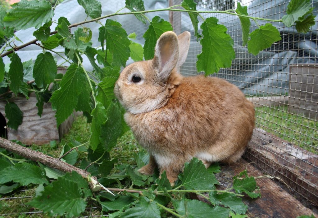 Pflanzen im Kaninchengehege