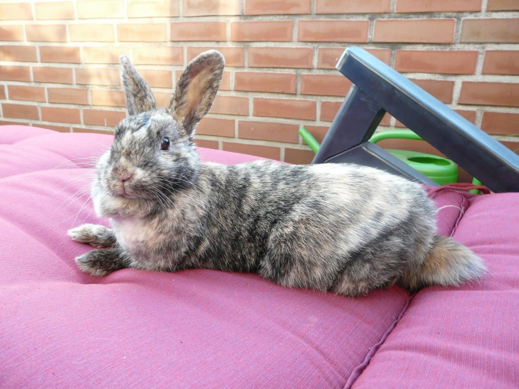 Kaninchen ist entspannt im Wohnungsgehege