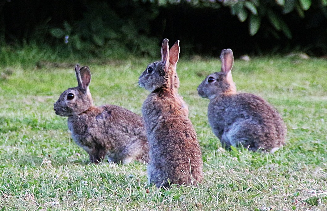 Kaninchen Vergesellschaftung Männchen oder Weibchen in der Gruppe