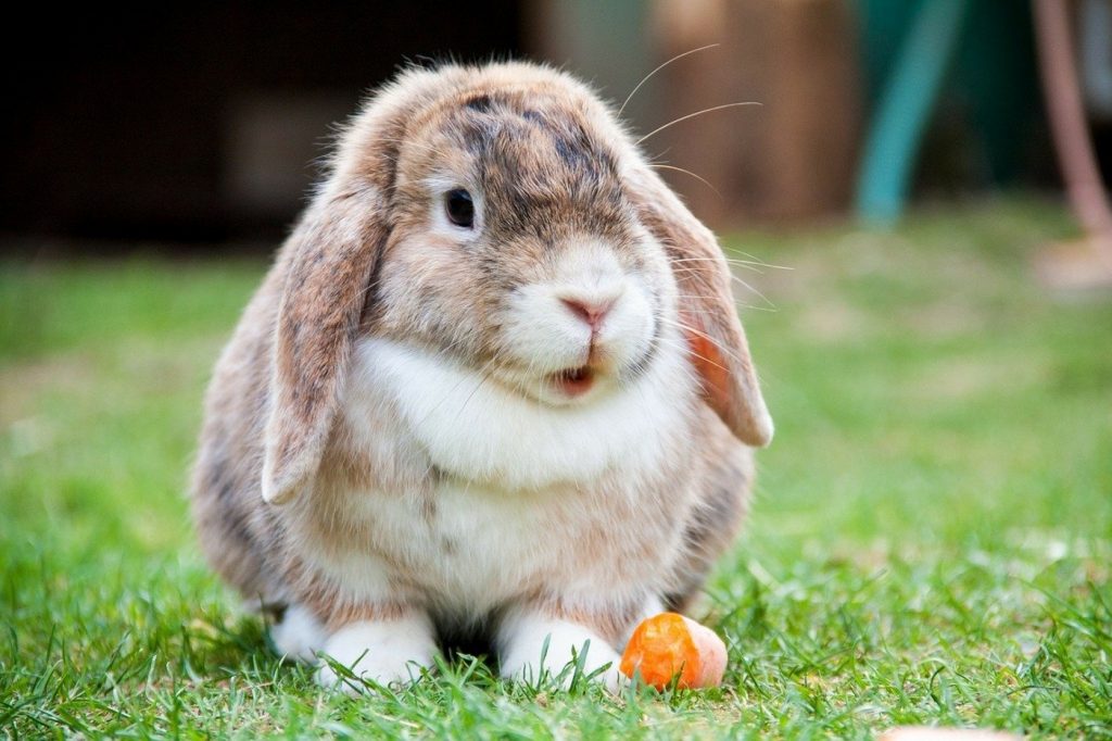 Wie alt werden Kaninchen?