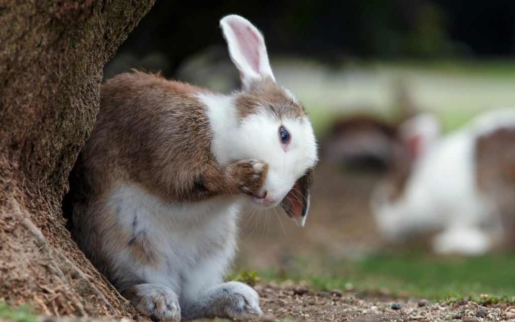 Kaninchen mit Haarausfall
