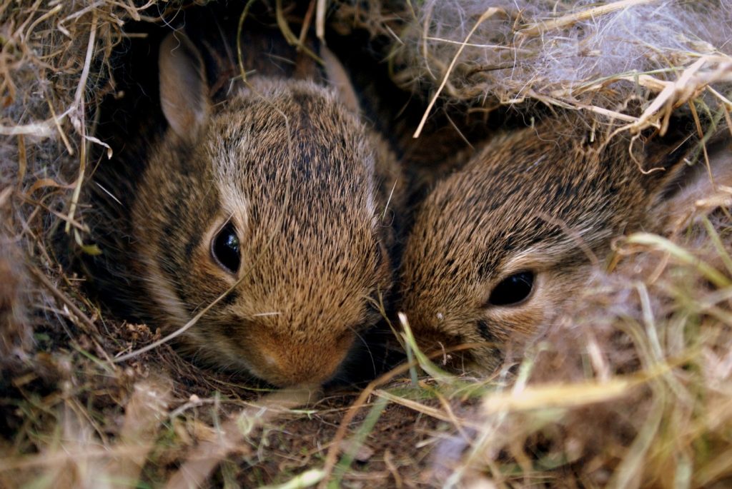 Kaninchen im Nest