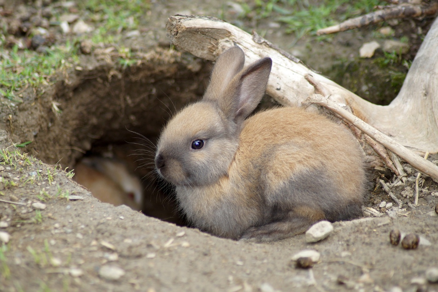 Meisterleistung Kaninchenbau: Intelligentes Gangsystem der Keninchen