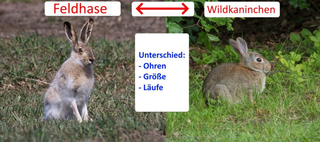 So Lebt Das Wildkaninchen In Der Natur Meist In Gruppen Mit 10 Tieren