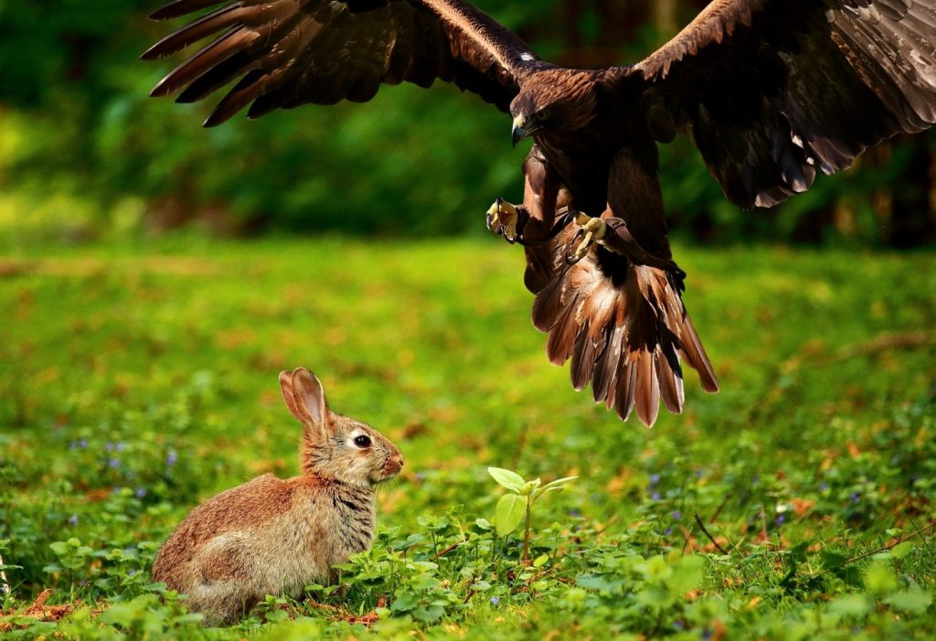 So Lebt Das Wildkaninchen In Der Natur Meist In Gruppen Mit 10 Tieren