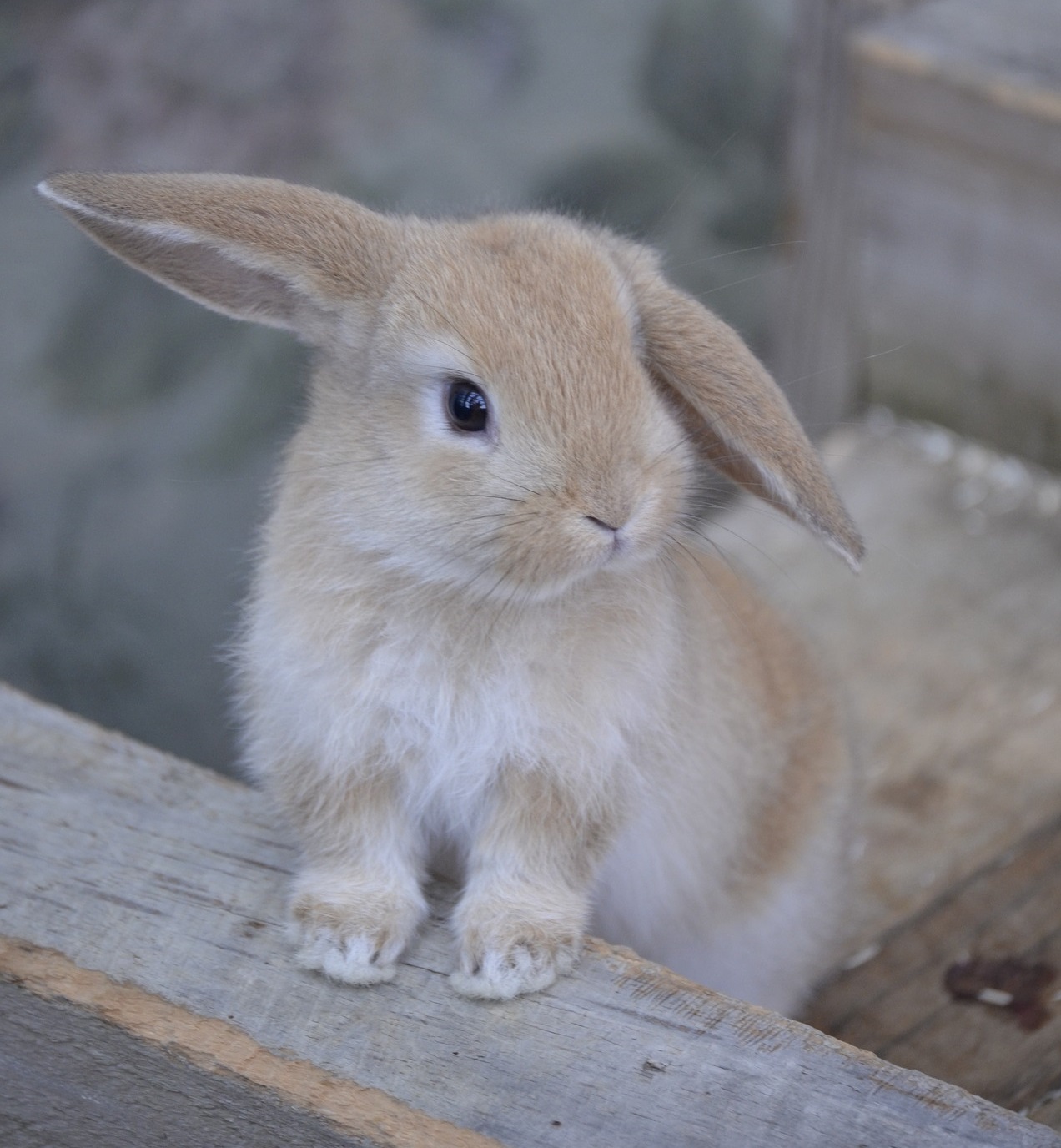 Welche Kaninchenrasse für die Innenhaltung?: Wir stellen 5 Rassen vor!