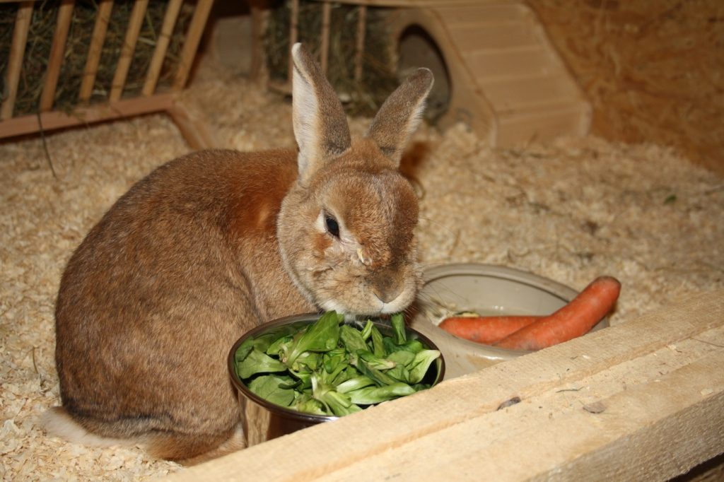 Futterliste: Gemüse für Kaninchen