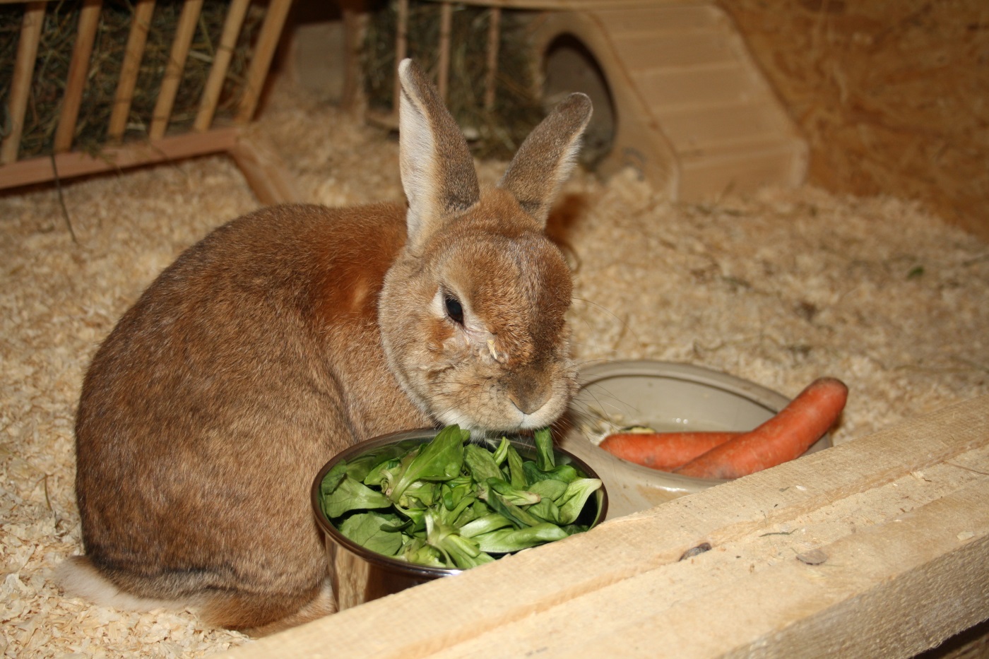 Was Dürfen Kaninchen Fressen Und Was Nicht Liste www.kaninchen-haltung.com