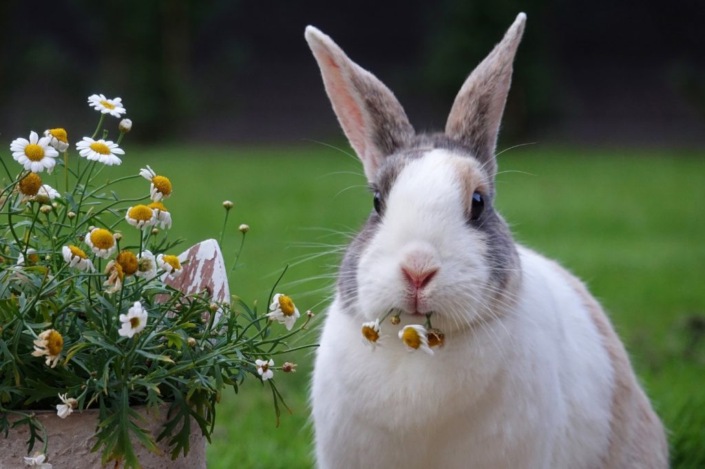 Blumen und Blüten für Kaninchen