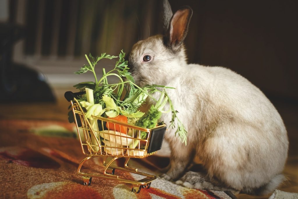 Kaninchen fressen Gemüse gerne