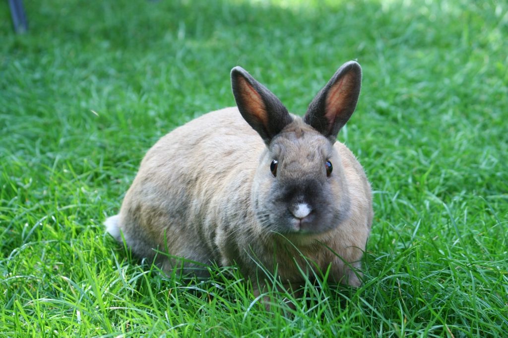 Kaninchen auf dem Rasen