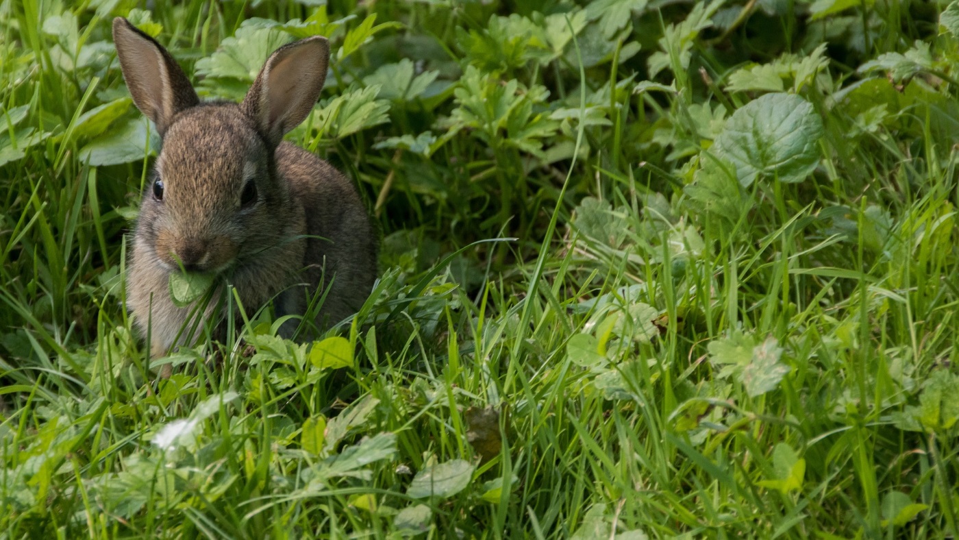 Kaninchen-Futterliste Gräser: Was unterscheidet Rasen und Wiese?