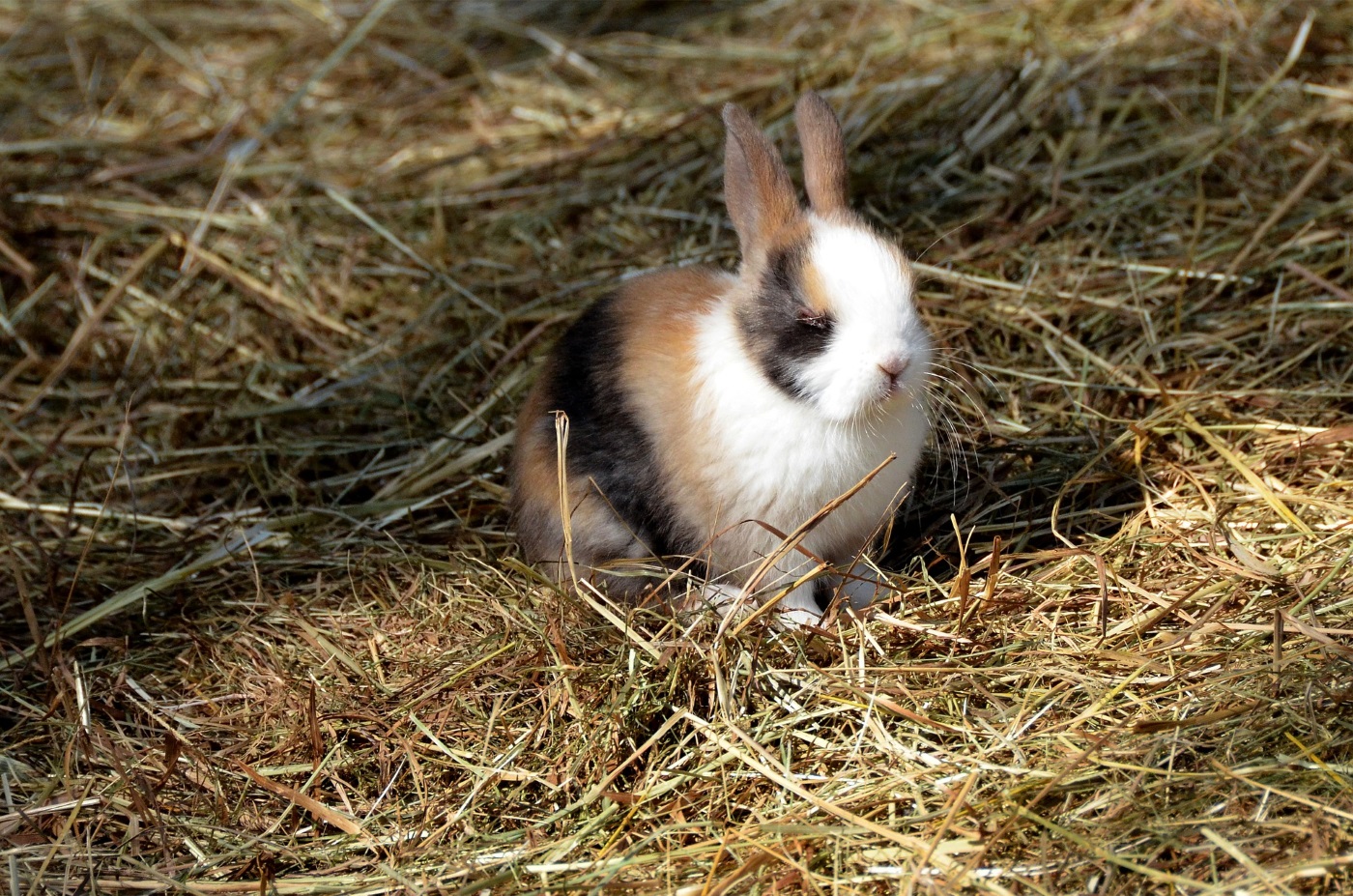 Kaninchen Geschlecht erkennen So gehts! & Anleitung und ProfiTipps