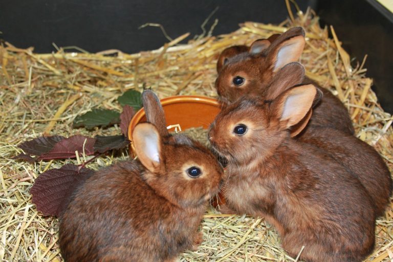 Wie Erkennt Man Das Geschlecht Bei Hasen www.kaninchen-haltung.com