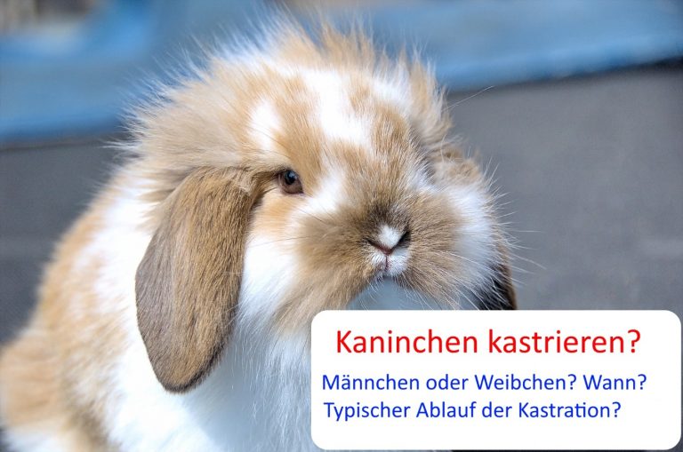 Wann Ist Kaninchen Nach Kastration Wieder Fit Kaninchen kastrieren: Frühkastration? Männchen oder Weibchen? Ablauf?