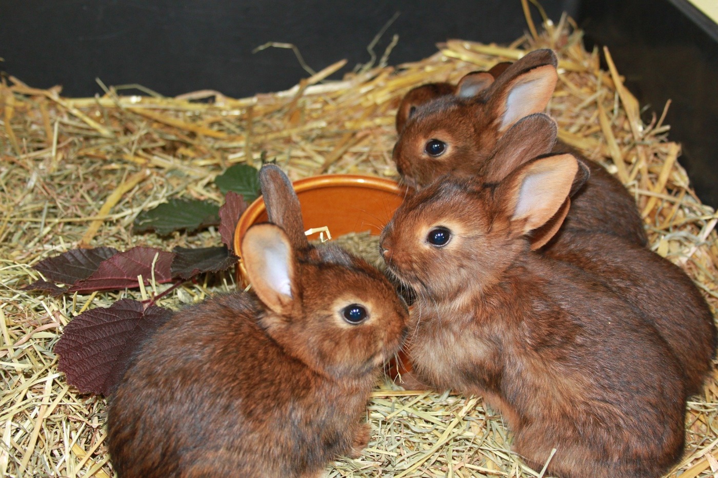 Kaninchen kaufen: Kostenlose Kaninchen und die typische Bezugsquellen