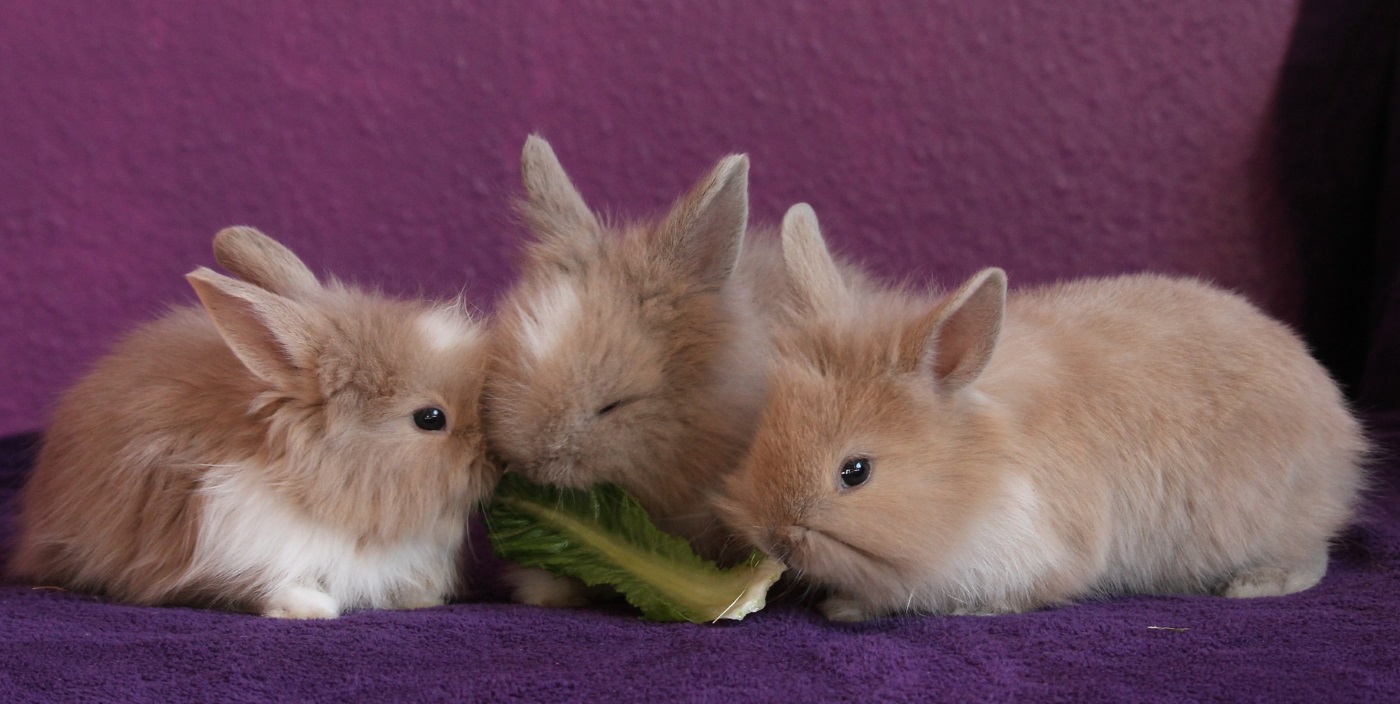 Wann Dürfen Kaninchen Von Der Mutter Weg www.kaninchen-haltung.com