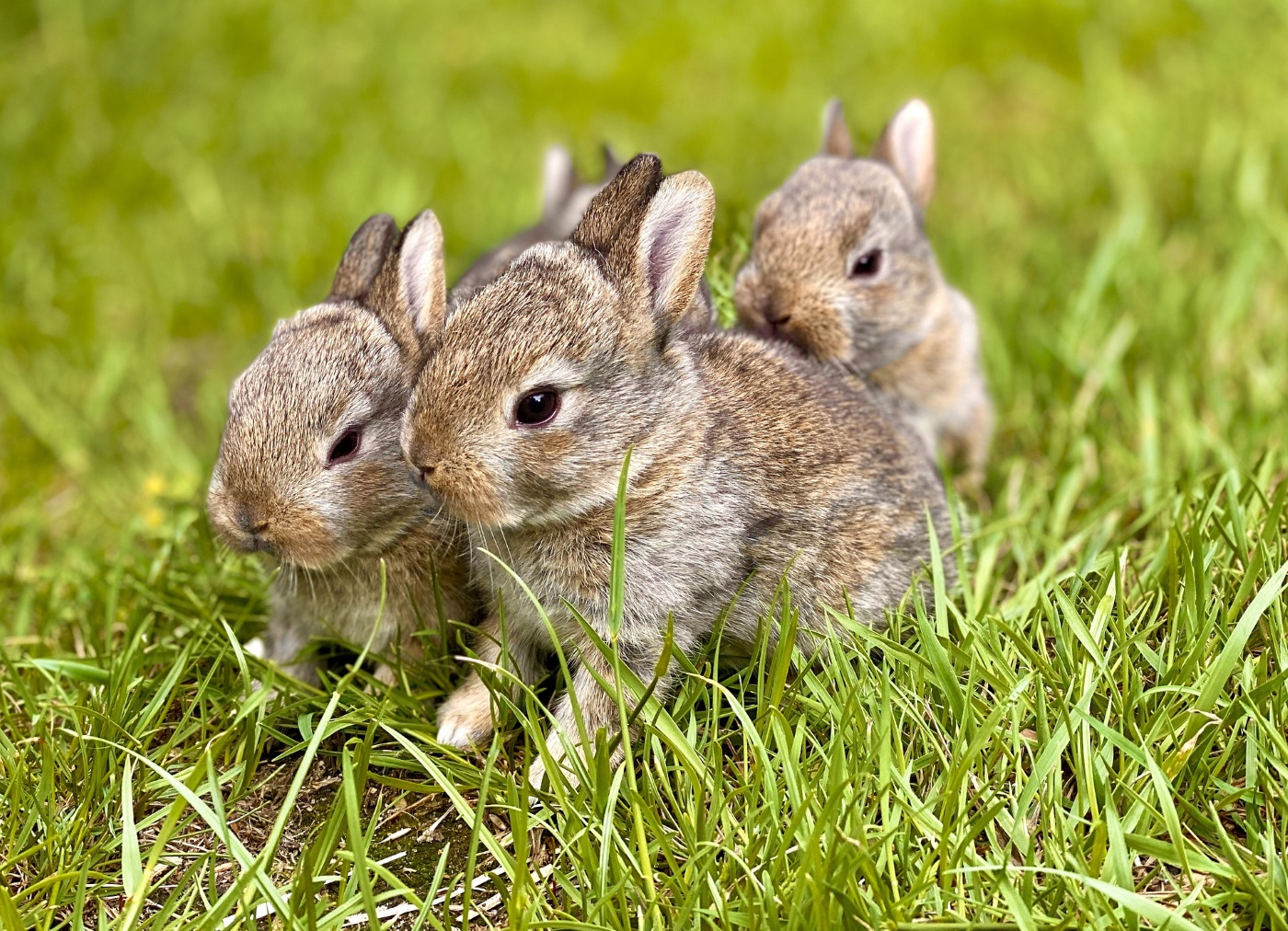 Kaninchenbabys abgeben - Wann ist der richtige Zeitpunkt?