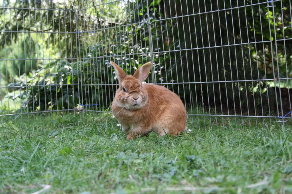Kaninchen im Freilauf streicheln
