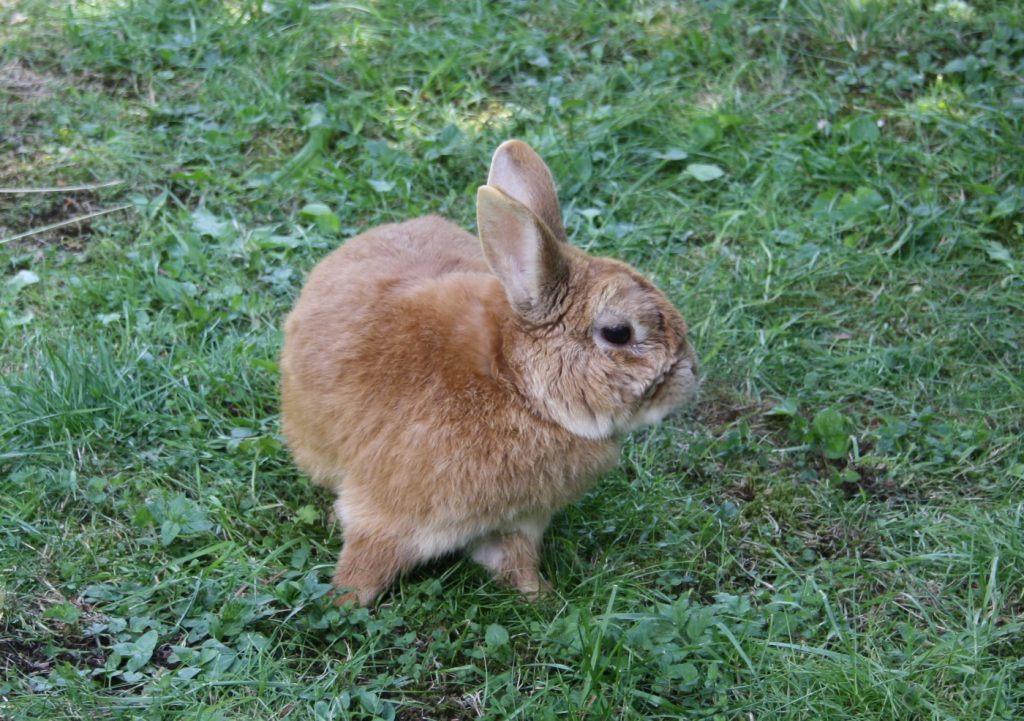 Kaninchen im Freilauf