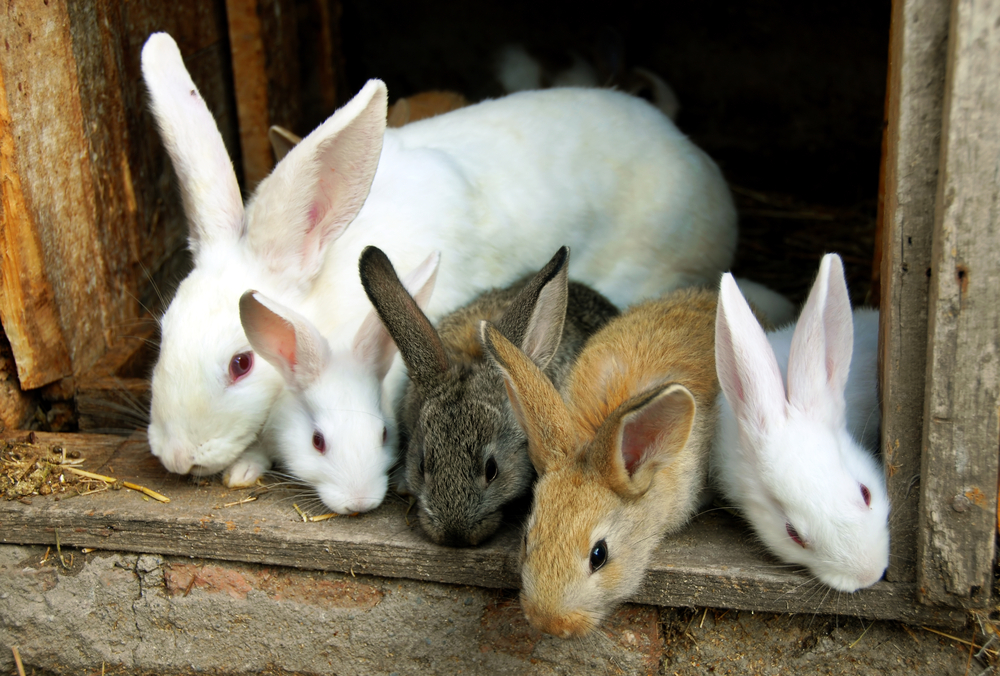Kaninchen Alter ja nach Rasse
